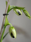 Paphiopedilum parishii